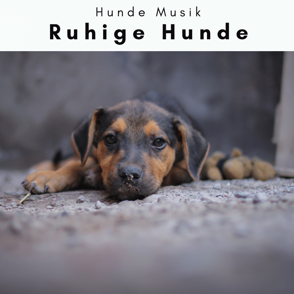 Relaxing Music for Jolly Puppies