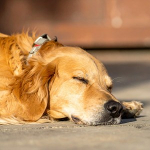 ดาวน์โหลดและฟังเพลง Una Noche De Mascotas Acompañada Por Sonidos Relajantes พร้อมเนื้อเพลงจาก Reiki para animales