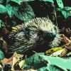 default album img