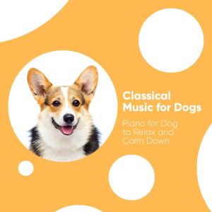 Album Classical Music for Dogs: Piano for Dog to Relax and Calm Down oleh Dog Relaxation