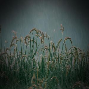 Dengarkan lagu Light Rain and Nature Sounds for Meditation nyanyian Rainfall dengan lirik