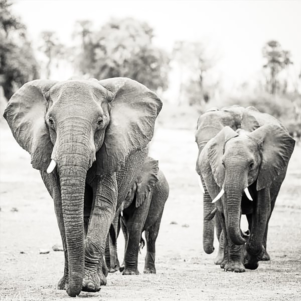 Wounded Elephant