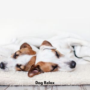 Dogs Music Therapy的專輯Dog Relax
