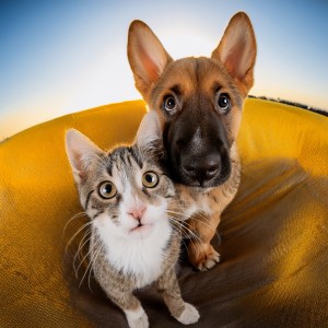 ดาวน์โหลดและฟังเพลง Pensamientos Suaves Para Calma Canina พร้อมเนื้อเพลงจาก Música para los oídos de los perros