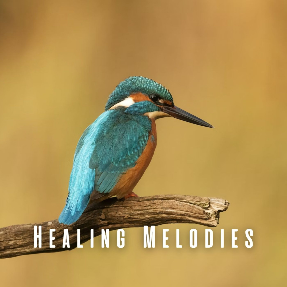 Zen Feathered Indulgence