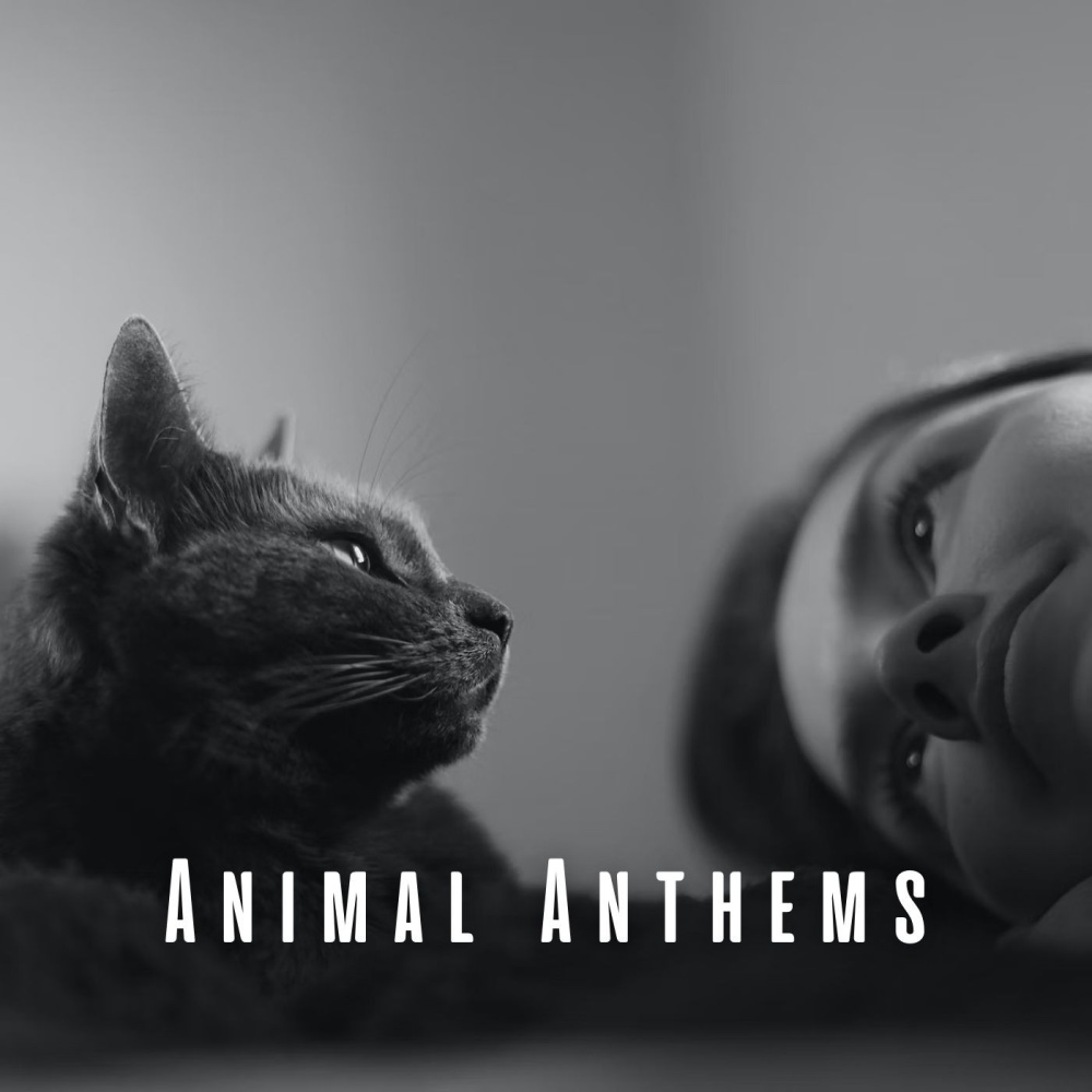 Piano Overture for Happy Pets