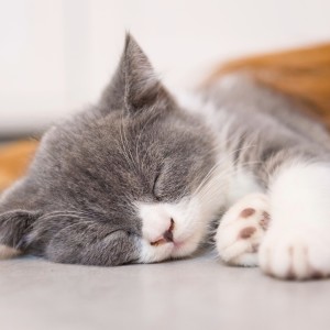ดาวน์โหลดและฟังเพลง Calm Tunes Ease Cats พร้อมเนื้อเพลงจาก Cat Experience
