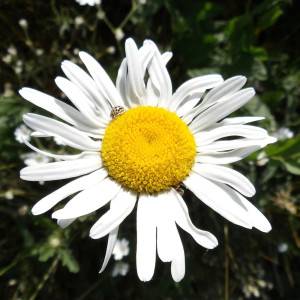 Listen to Flower song with lyrics from Arcanyz