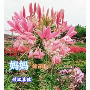Listen to 妈妈 (完整版) song with lyrics from 符之波