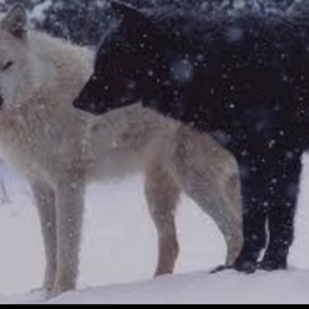 Wolf Missions (feat. RNM Gee) (Explicit)