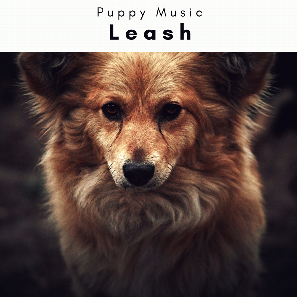 Soft Sounds for Loyal Doggie