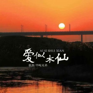 收聽張茜的愛似水仙 (合唱版)歌詞歌曲