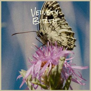 Album Velvety Birth oleh Various