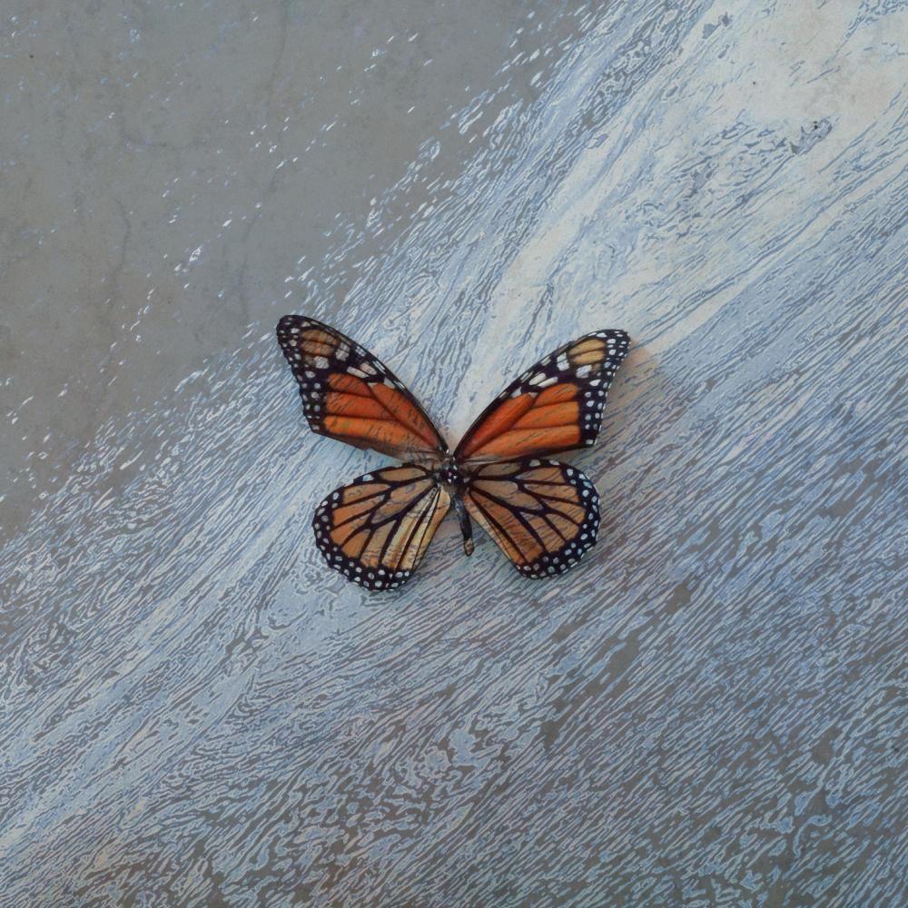 Paper White Moth (Explicit)