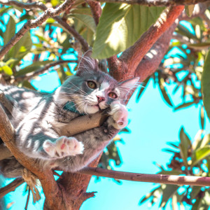 Dengarkan Cosy Rain to Read To lagu dari Rain Sounds dengan lirik