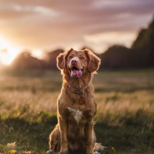 Lofi Canine Chill: Serenades for Dogs