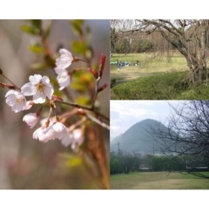 收聽あき・ゆたか的Cherry Tree Park歌詞歌曲