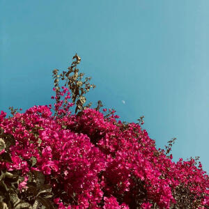 收聽VYSJ的BOUGAINVILLEA歌詞歌曲