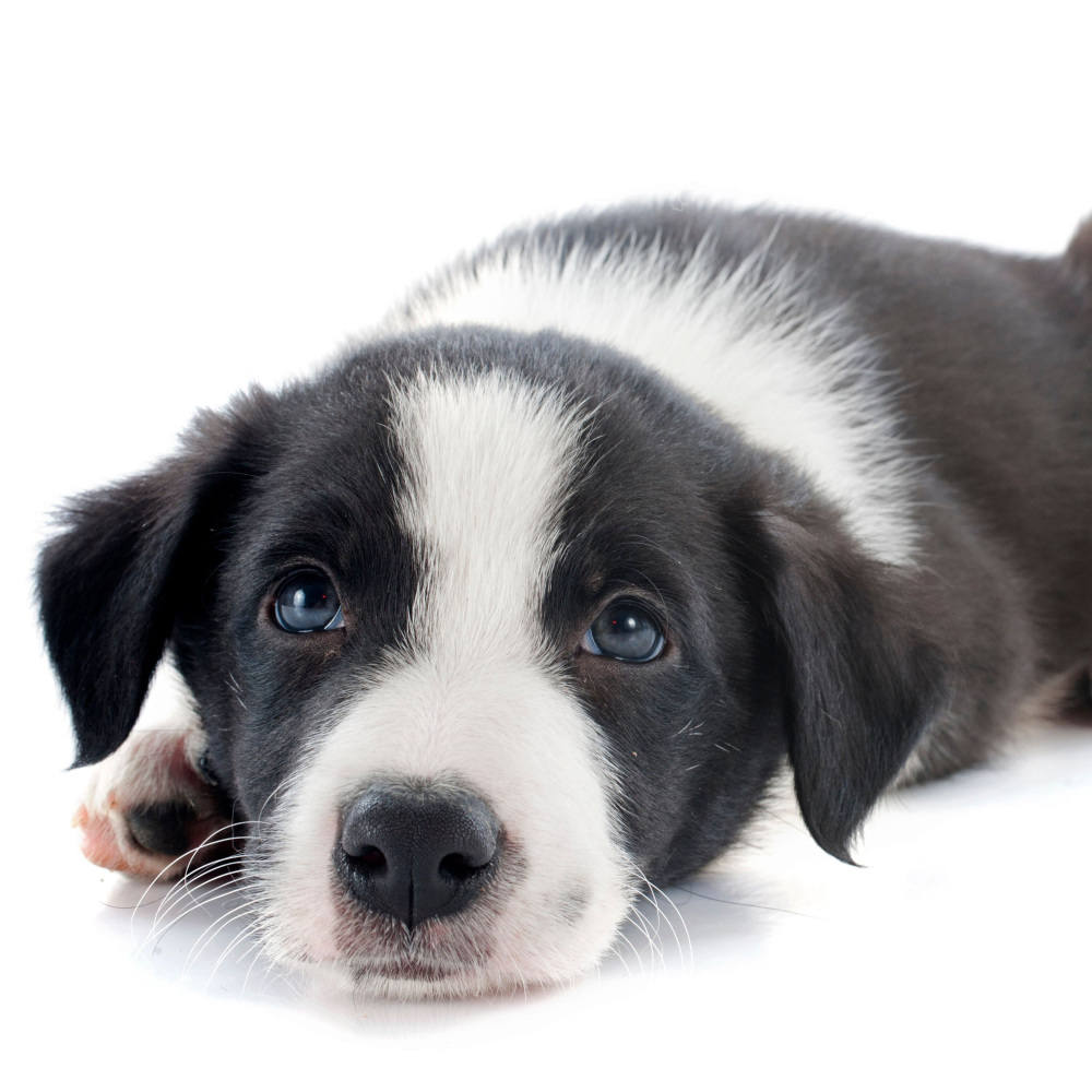 Calm Canine Soundscapes Soothing
