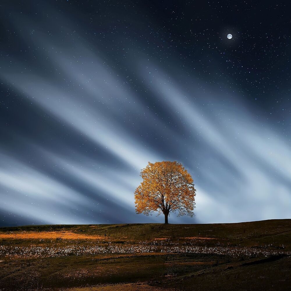 Nocturnal Slumber