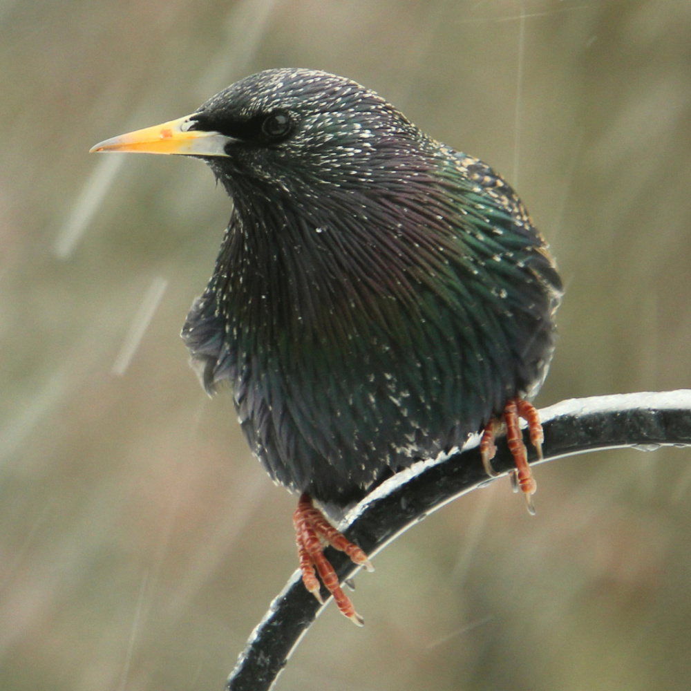 Mindful Zenful Symphony Theta Waves, Rain