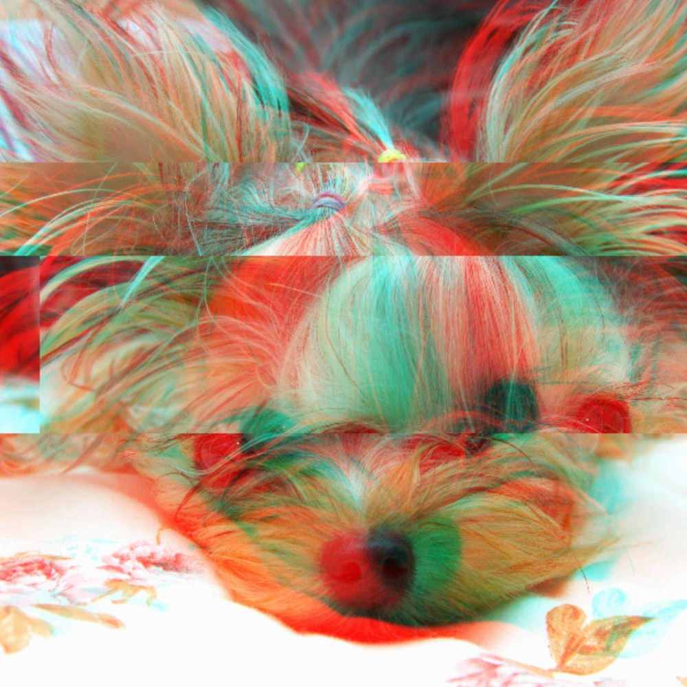 High-class Ambiance for Laid Back Pup