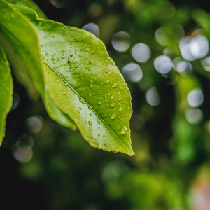 อัลบัม 01 Weather Songs: Morning Dew ศิลปิน 24H Rain Sounds