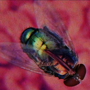 Listen to You Can Now, Fly song with lyrics from SideKickNick