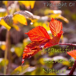 ดาวน์โหลดและฟังเพลง The Flower Field พร้อมเนื้อเพลงจาก TheLight OI
