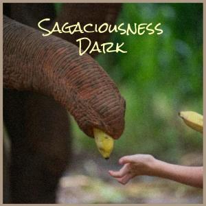 Album Sagaciousness Dark from Various