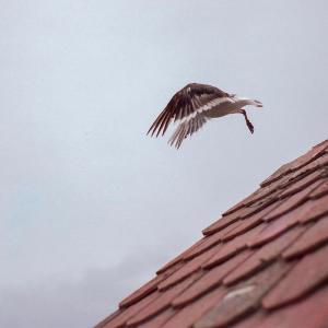 Album Viajes oleh Principiante