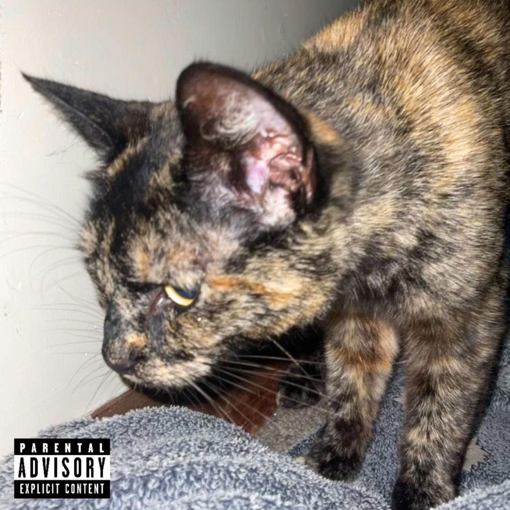 MEOW. (Explicit)