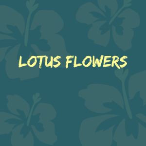 Jox Talay的專輯Lotus Flowers