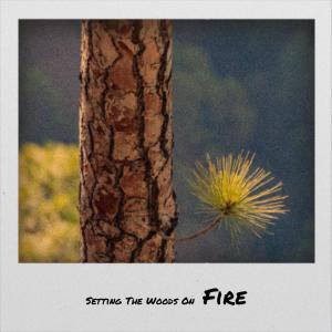 Various的专辑Setting The Woods On Fire