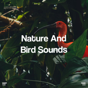 !!!" Nature And Bird Sounds  "!!!
