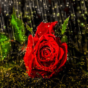 Listen to Ride 4 U (Explicit) song with lyrics from Fusion