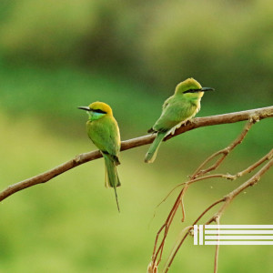 Listen to Avian song with lyrics from Birds In The Forest