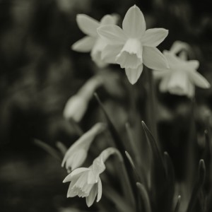 Listen to Flowers song with lyrics from No Way Out