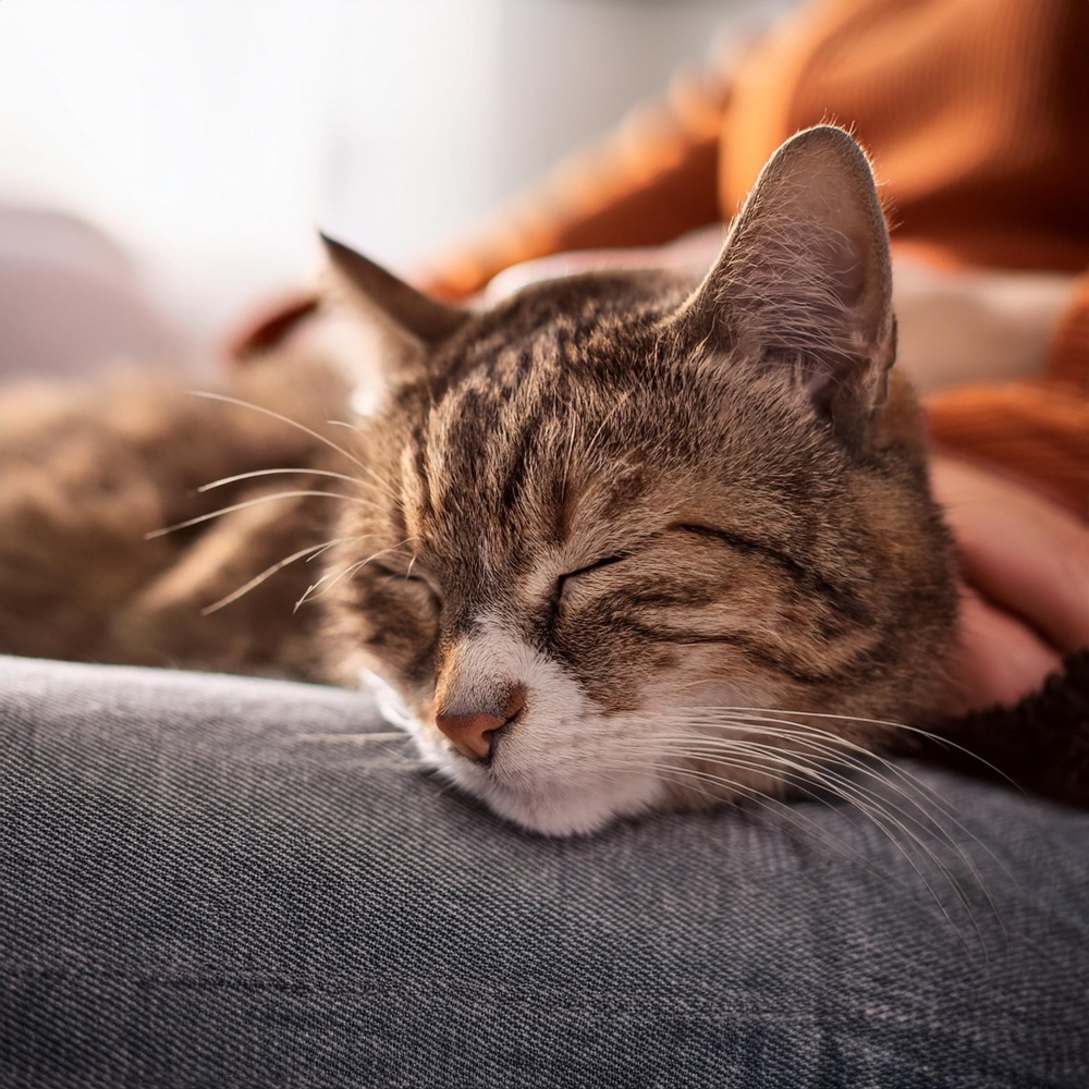 Siesta Del Gatito Lofi