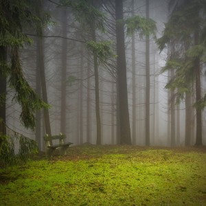 Listen to Forest 4 song with lyrics from 물고기자리