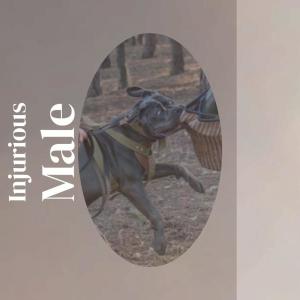 Album Injurious Male from Various