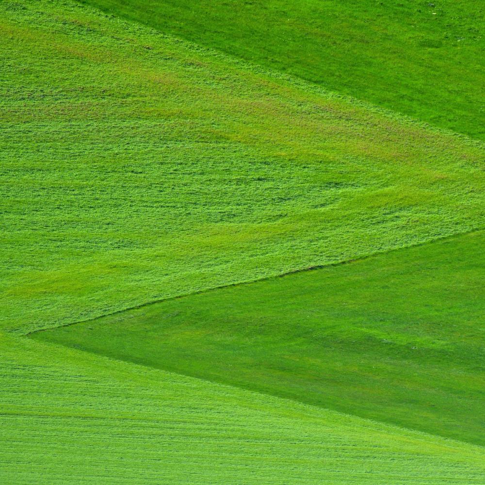 Fields Of Green