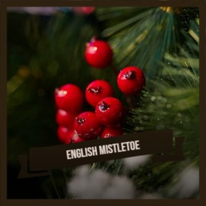 Album English Mistletoe from Various