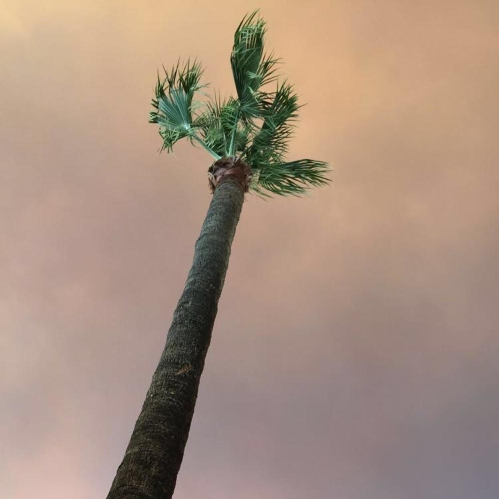 Cali Ocean (feat. Farma Wes)