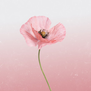 ดาวน์โหลดและฟังเพลง Ladybird พร้อมเนื้อเพลงจาก Heyson