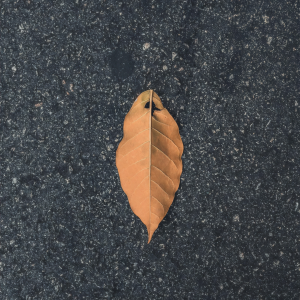 Dengarkan lagu 最火鸭子舞（热播版） nyanyian 洋菟 dengan lirik