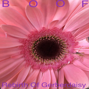 Listen to Japanese Indian Shrimp Curry song with lyrics from Boof