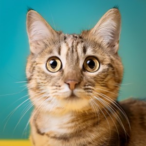 Radio Ondas 1的專輯Ritmos Relajantes Para Tardes Calmadas De Gato