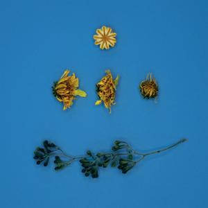 Salt Lick的專輯Hothouse Flower