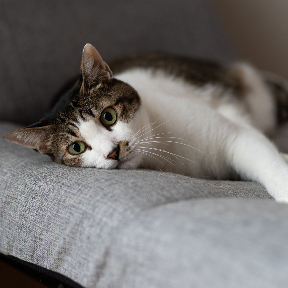 Waterside Cat's Melodic Bliss